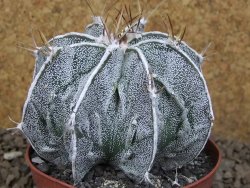 Astrophytum Dinosaur XXL (Fukurio Hannya) květináč 9 cm - 12414295