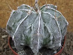 Astrophytum Dinosaur XXL (Fukurio Hannya) květináč 9 cm - 12414296