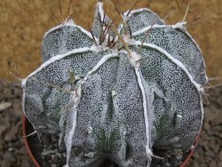 Astrophytum Dinosaur XXL (Fukurio Hannya) květináč 9 cm - 12414297