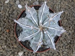 Astrophytum Dinosaur XXL (Fukurio Hannya) květináč 9 cm - 12414298
