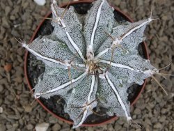 Astrophytum Dinosaur XXL (Fukurio Hannya) květináč 9 cm - 12414299