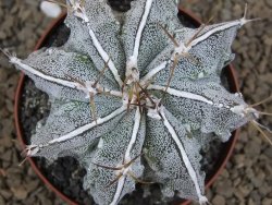 Astrophytum Dinosaur XXL (Fukurio Hannya) květináč 9 cm - 12414300