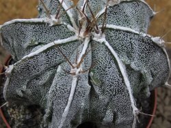 Astrophytum Dinosaur XXL (Fukurio Hannya) květináč 9 cm - 12414301