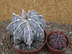 Astrophytum Dinosaur XXL (Fukurio Hannya) květináč 9 cm - 12414302