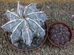 Astrophytum Dinosaur XXL (Fukurio Hannya) květináč 9 cm - 12414303
