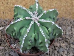 Astrophytum Xl myriostigma fukurio x Dinosaur ornatum květináč 8 cm - 12414304