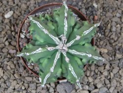 Astrophytum Xl myriostigma fukurio x Dinosaur ornatum květináč 8 cm - 12414305