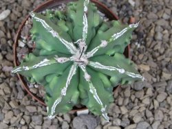 Astrophytum Xl myriostigma fukurio x Dinosaur ornatum květináč 8 cm