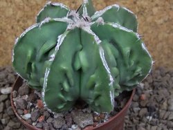 Astrophytum Xl myriostigma fukurio x Dinosaur ornatum květináč 8 cm - 12414307