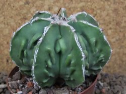 Astrophytum Xl myriostigma fukurio x Dinosaur ornatum květináč 8 cm - 12414308
