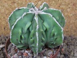 Astrophytum Xl myriostigma fukurio x Dinosaur ornatum květináč 8 cm - 12414309