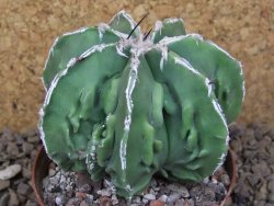 Astrophytum Xl myriostigma fukurio x Dinosaur ornatum květináč 8 cm - 12414310