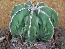 Astrophytum Xl myriostigma fukurio x Dinosaur ornatum květináč 8 cm - 12414311
