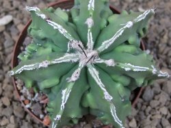 Astrophytum Xl myriostigma fukurio x Dinosaur ornatum květináč 8 cm - 12414312