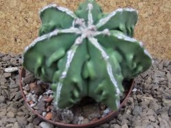 Astrophytum Xl myriostigma fukurio x Dinosaur ornatum květináč 8 cm - 12414313