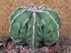 Astrophytum Xl myriostigma fukurio x Dinosaur ornatum květináč 8 cm - 12414314