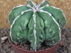 Astrophytum Xl myriostigma fukurio x Dinosaur ornatum květináč 8 cm - 12414315