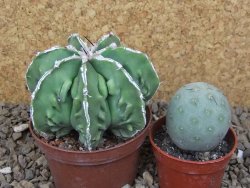 Astrophytum Xl myriostigma fukurio x Dinosaur ornatum květináč 8 cm - 12414316