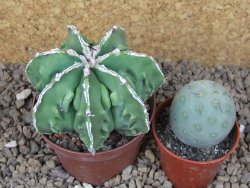 Astrophytum Xl myriostigma fukurio x Dinosaur ornatum květináč 8 cm - 12414317