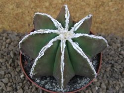 Astrophytum XXL myriostigma fukurio x Dinosaur ornatum květináč 9 cm