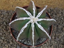 Astrophytum XXL myriostigma fukurio x Dinosaur ornatum květináč 9 cm - 12414319