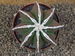 Astrophytum XXL myriostigma fukurio x Dinosaur ornatum květináč 9 cm - 12414320