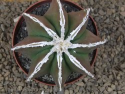 Astrophytum XXL myriostigma fukurio x Dinosaur ornatum květináč 9 cm - 12414321