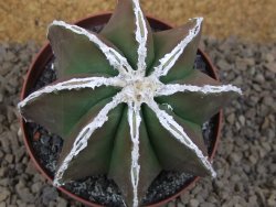 Astrophytum XXL myriostigma fukurio x Dinosaur ornatum květináč 9 cm - 12414322