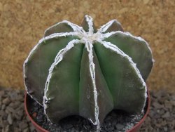 Astrophytum XXL myriostigma fukurio x Dinosaur ornatum květináč 9 cm - 12414323