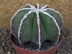 Astrophytum XXL myriostigma fukurio x Dinosaur ornatum květináč 9 cm - 12414324