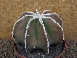 Astrophytum XXL myriostigma fukurio x Dinosaur ornatum květináč 9 cm - 12414325