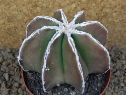 Astrophytum XXL myriostigma fukurio x Dinosaur ornatum květináč 9 cm - 12414326