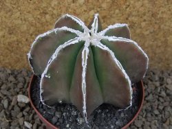 Astrophytum XXL myriostigma fukurio x Dinosaur ornatum květináč 9 cm - 12414327