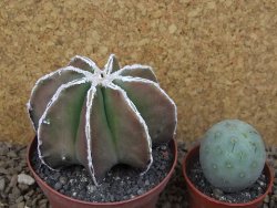 Astrophytum XXL myriostigma fukurio x Dinosaur ornatum květináč 9 cm - 12414328