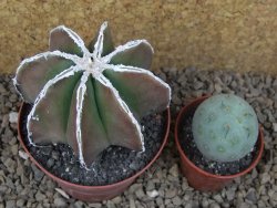 Astrophytum XXL myriostigma fukurio x Dinosaur ornatum květináč 9 cm - 12414329