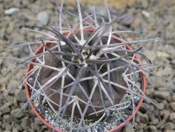 Gymnocalycium spegazzinii VS 120 Capillitas, květináč 5,5 cm
