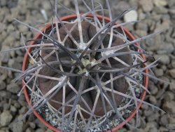 Gymnocalycium spegazzinii VS 120 Capillitas, květináč 5,5 cm - 12414344