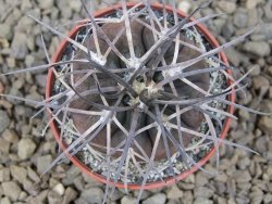 Gymnocalycium spegazzinii VS 120 Capillitas, květináč 5,5 cm - 12414345