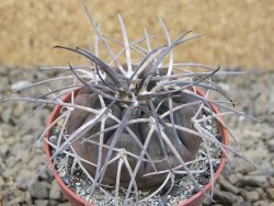 Gymnocalycium spegazzinii VS 120 Capillitas, květináč 5,5 cm - 12414346