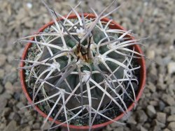 Gymnocalycium spegazzinii VS 120 Capillitas, květináč 5,5 cm - 12414347