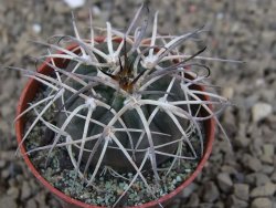 Gymnocalycium spegazzinii VS 120 Capillitas, květináč 5,5 cm