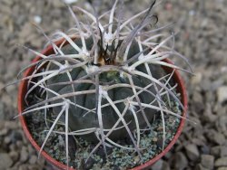 Gymnocalycium spegazzinii VS 120 Capillitas, květináč 5,5 cm - 12414349