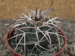 Gymnocalycium spegazzinii VS 120 Capillitas, květináč 5,5 cm - 12414350