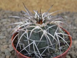 Gymnocalycium spegazzinii VS 120 Capillitas, květináč 5,5 cm - 12414351