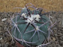 Echinocactus horizonthalonius květináč 5,5 cm Barrel cactus - 12414352