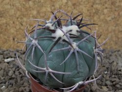 Echinocactus horizonthalonius květináč 5,5 cm Barrel cactus - 12414353