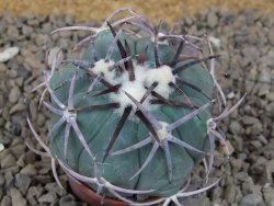 Echinocactus horizonthalonius květináč 5,5 cm Barrel cactus - 12414354