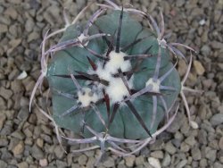 Echinocactus horizonthalonius květináč 5,5 cm Barrel cactus - 12414355