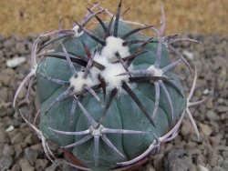 Echinocactus horizonthalonius květináč 5,5 cm Barrel cactus - 12414356