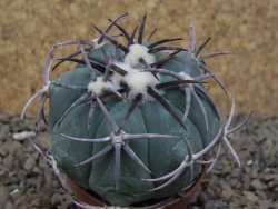 Echinocactus horizonthalonius květináč 5,5 cm Barrel cactus
